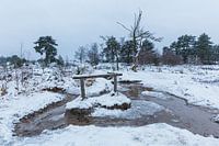 Winter in der Brunssummer Heide
