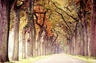 endless road in autumn..  van Els Fonteine thumbnail