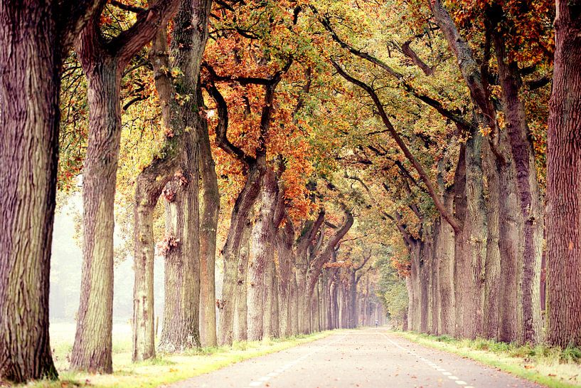 endless road in autumn..  van Els Fonteine
