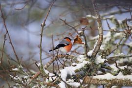 Gold in the snow by Maeryêla