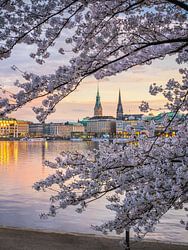 Kirschblüten in Hamburg, Deutschland