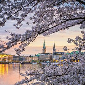 Kirschblüten in Hamburg, Deutschland von Michael Abid