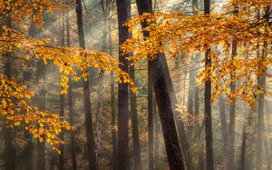 Herfst op de Veluwezoom van Sander Grefte