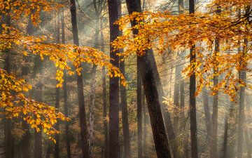 Autumn on the Veluwezoom by Sander Grefte
