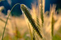 Grain Field