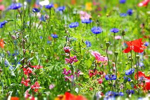 Blumenwiese