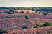 The Heath is on ..