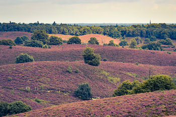 The Heath is on ...
