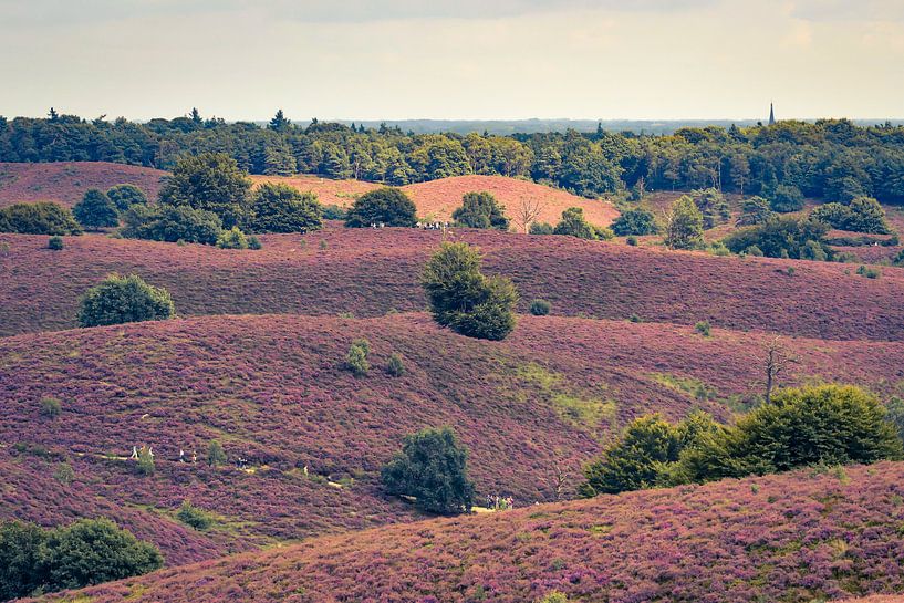The Heath is on ... by Marco de Graaff