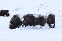 Musk Ox Winter Dovre National Park Norway