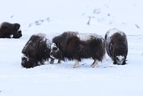 Muskusossen in de winter Dovre Nationaal Park Noorwegen
