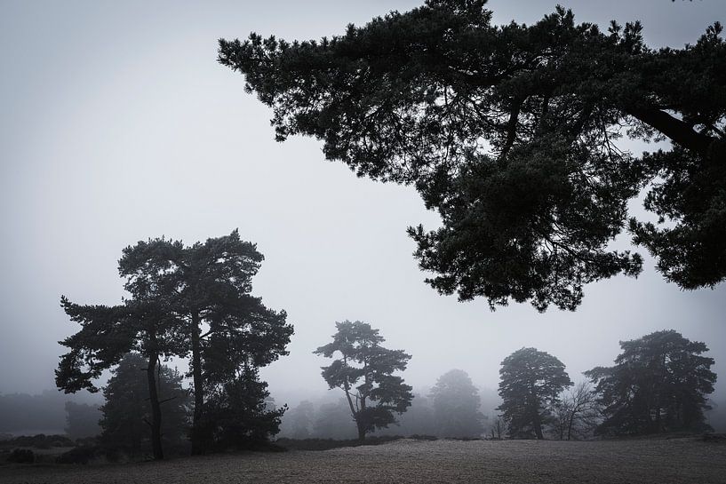 Soesterduinen by Eddy Westdijk