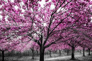 Cherry blossoms with sunrays