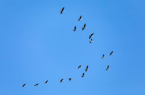 A swarm of birds in v form