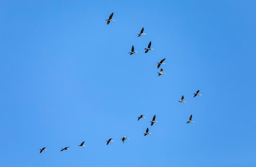 A swarm of birds in v form by Percy's fotografie