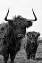 Schotse hooglanders zwart wit van Sascha van Dam thumbnail