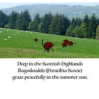 Bagoodles graze in the Scottish Highlands