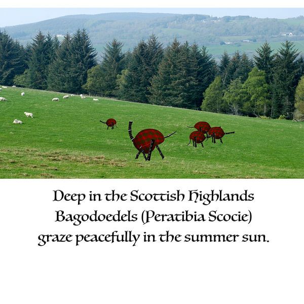Bagoodles grasen in den schottischen Highlands von Grüntyers .