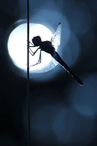 Libelle von Nienke Castelijns