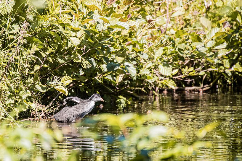 De kleine meerkoet die zijn vleugels langzaam maar zeker steeds meer uitslaat van Karin Bakker