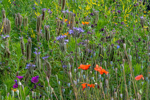 Een wilde bloementuin met phacelia, slangenkruid en klaprozen.