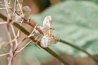 Beautiful macro nature photo of neutral colored petals on a beautiful spring day