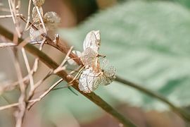 Wunderschönes Makro-Naturfoto von neutral gefärbten Blütenblättern an einem schönen Frühlingstag von Jennifer Petterson