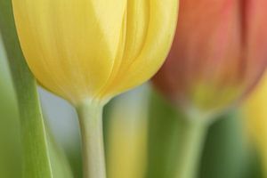 Tulipes en jaune et rouge