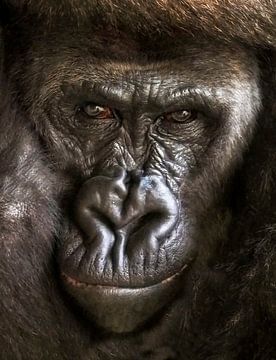 Gorille ; Zoo de Blijdorp sur Loek Lobel