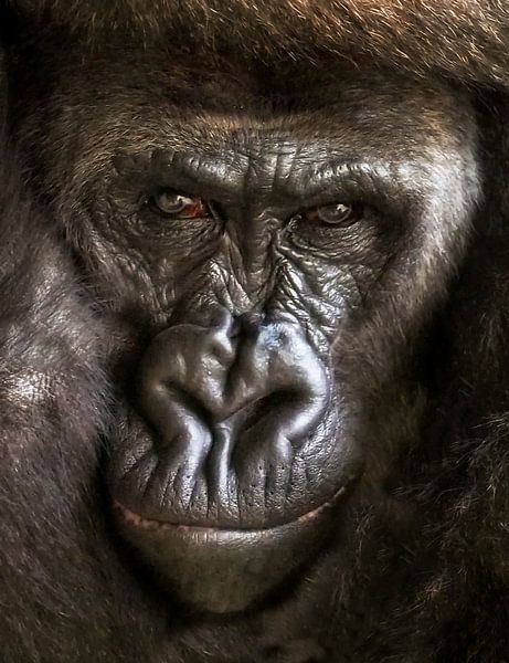 Gorilla ; Diergaarde Blijdorp van Loek Lobel