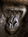 Gorilla ; Diergaarde Blijdorp van Loek Lobel thumbnail