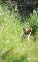 Jeune renard