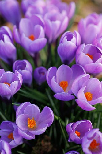 Krokusse „Purple Passion“ von Dagmar Hijmans