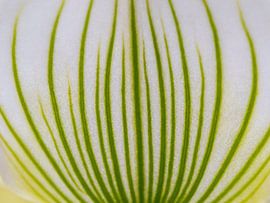 Abstract flower white and green colored