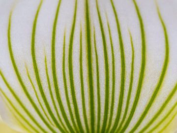 Abstrakt Blume weiß und grün von Laurens de Waard