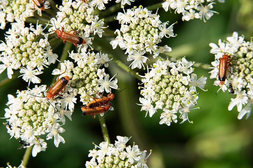 Die Welt der Insekten in Bildern von Roland de Zeeuw