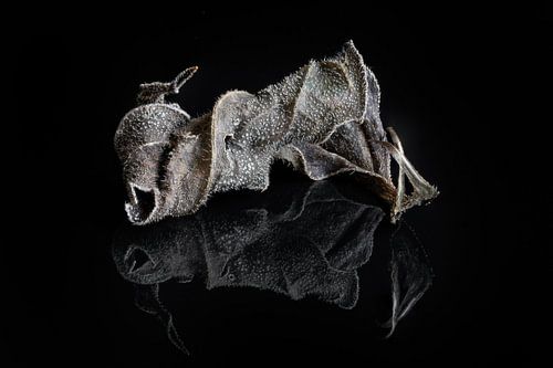 Herfst: nature art III