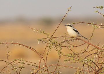 Desert chickadee among the sharp thorns by Lennart Verheuvel