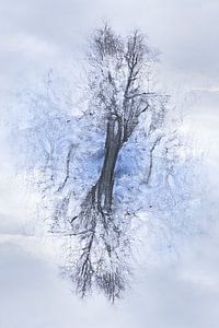Bomen