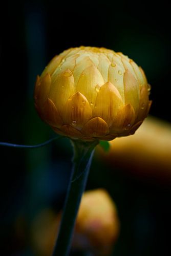Fleur de paille sous la pluie