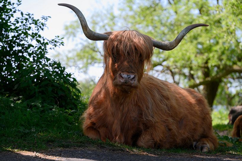 Schotse hooglander van Peter Bartelings