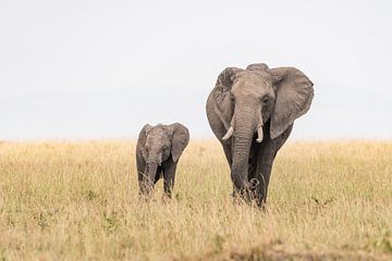 I follow you by Jessica Blokland van Diën