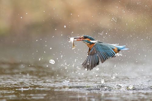 IJsvogel heeft een visje gevangen