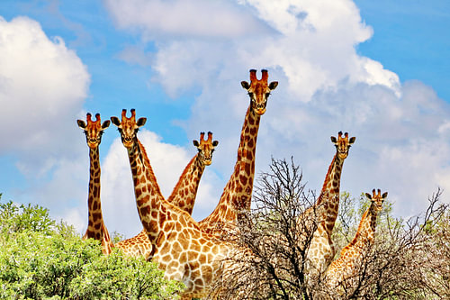 Girafes 1360