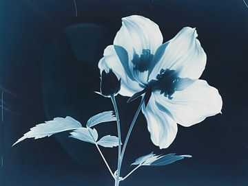Vintage print of a flower against blue-black background - An artistic ode to American photography by Roger VDB