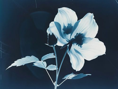 Vintage print van een bloem tegen blauwzwarte achtergrond – Een artistieke ode aan Amerikaanse fotografie