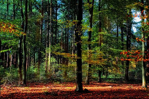 Forest Ermelo