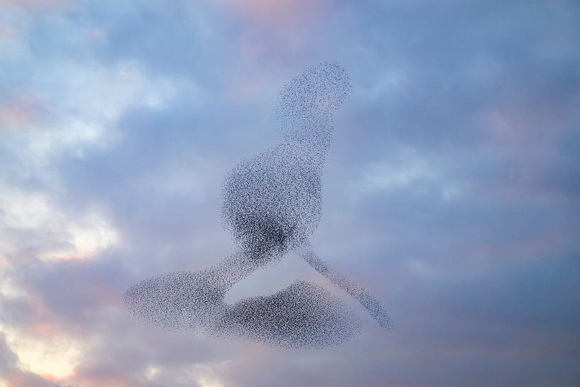 Starling murmuration during sunset at the end of the day by Sjoerd van der Wal Photography