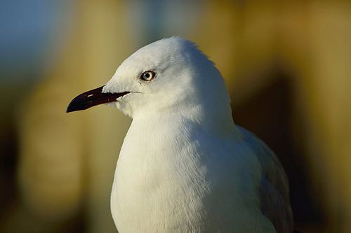 The seagull next to us