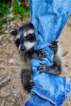 Little raccoon by Claudia Evans